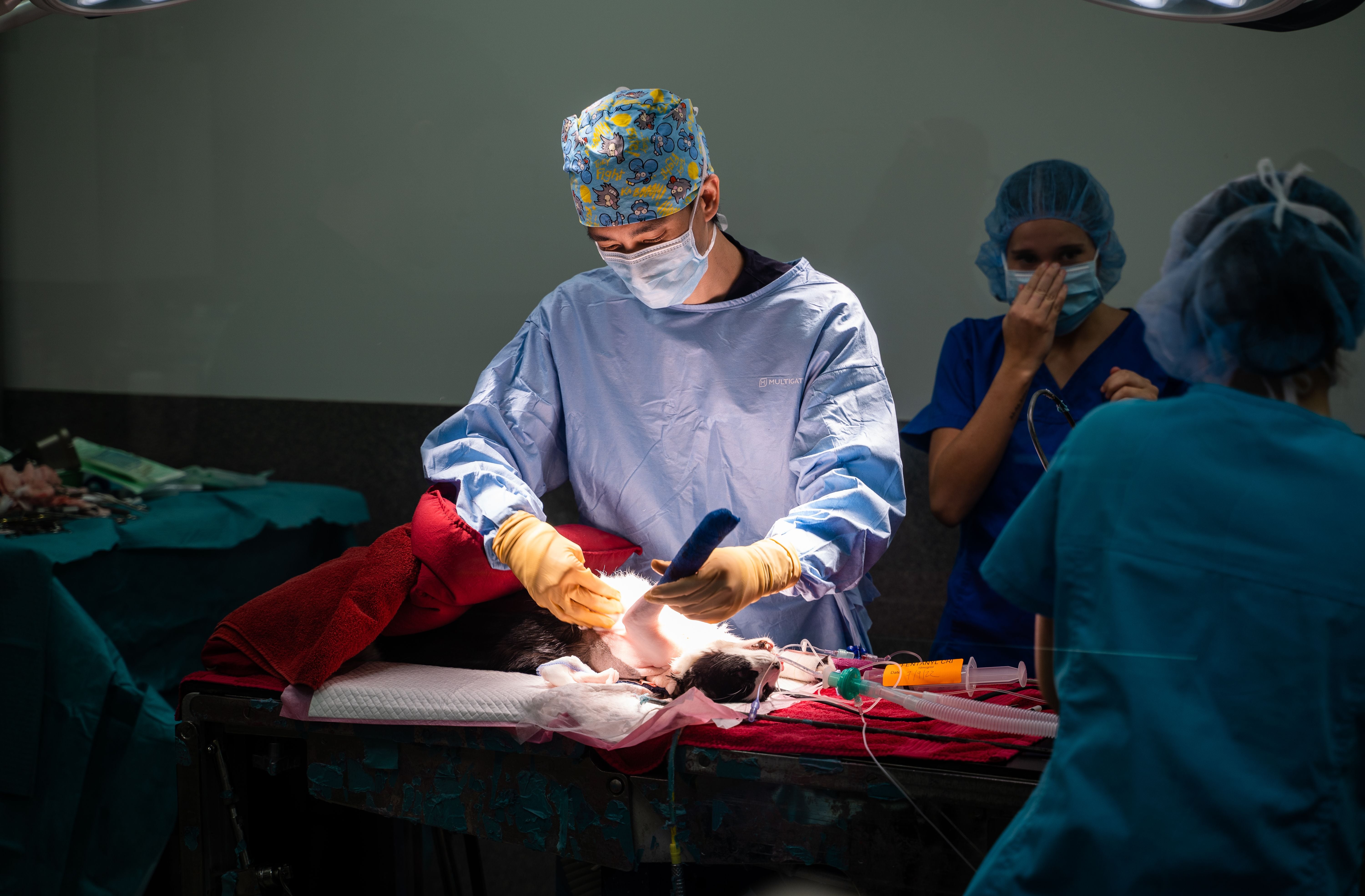 Fracture Repair in Dogs and Cats Fracture Repair in Dogs and Cats